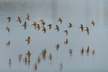 Western sandpipers flying over the water