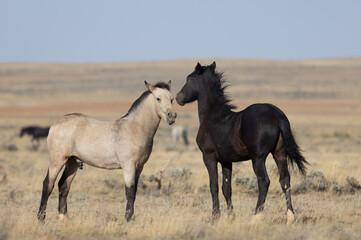 Fototapeta na wymiar Pair of Young Wild Horses Playing in the Wyoming Desert