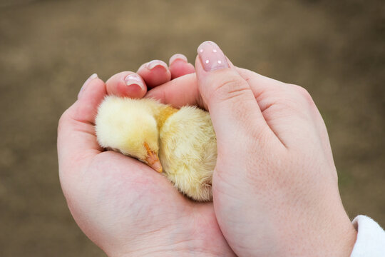 Extreme close-up of human hands holding a newly hatched chick. Selective focus, copy space.