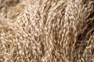 photograph of a dry rice grains on the field