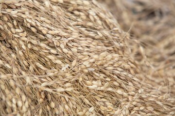 photograph of a dry rice grains on the field