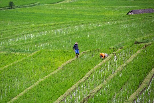 a photograph of two unidentified farmers in the rice field.