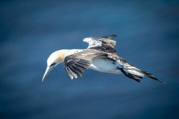 Northern gannet (Morus bassanus) soaring on the shoreline during the sunny weather