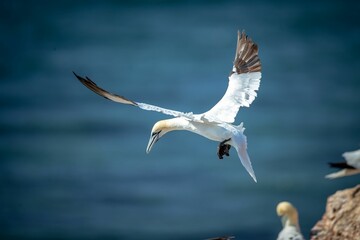 Northern gannet (Morus bassanus) soaring on the shoreline during the sunny weather