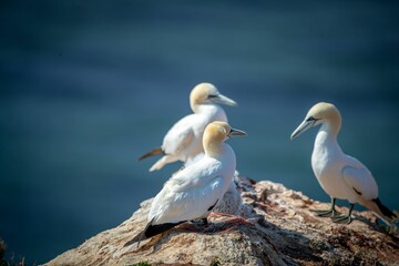 Fototapeta na wymiar Flock of northern gannet (Morus bassanus) birds on the shoreline during the sunny weather