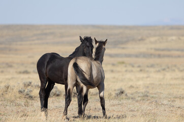 Fototapeta na wymiar Pair of Young Wild Horses Playing in the Wyoming Desert