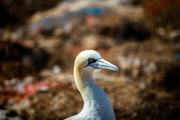 Closeup of northern gannet (Morus bassanus) birds on the shoreline during the sunny weather