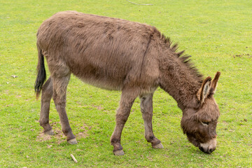 Naklejka na ściany i meble little donkey in the meadow