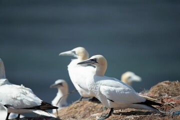 Flock of northern gannet (Morus bassanus) birds on the shoreline during the sunny weather