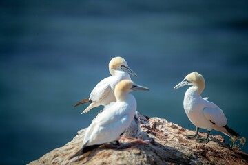 Fototapeta na wymiar Flock of northern gannet (Morus bassanus) birds on the shoreline during the sunny weather