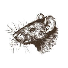 Vintage illustration of a rat head. an old-school drawing of mice. Aesthetic retro logo of a rodent isolated on white background. vector logo.