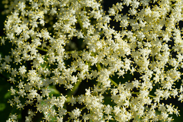 blooming elderberry inflorescence of a tree, close-up shot