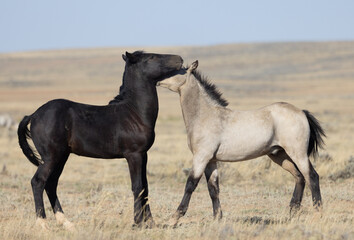 Obraz na płótnie Canvas Pair of Young Wild Horses Playing in the Wyoming Desert