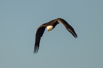 Majestic bald eagle soaring through the blue sky.