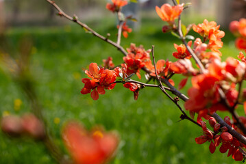 Beautiful red flower of decorative apple tree. Spring seasonal background with tree blooming in the yard.