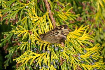 A speckled wood butterfly (Pararge aegeria) basking in the sunshine on a cypress tree.  Closed wings, three quarter view