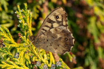 Fototapeta premium A speckled wood butterfly (Pararge aegeria) basking in the sunshine on a cypress tree. Closed wings, side view.