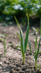 garlic from the kitchen garden