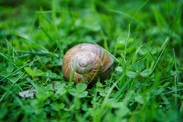 snail on a green leaf