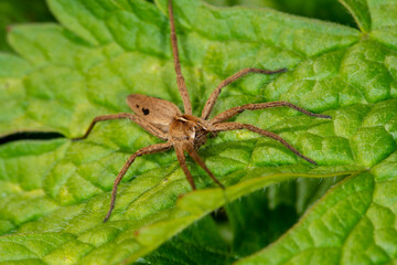 The nursery web spider, Pisaura mirabilis, on a leaf in Spring.  Female