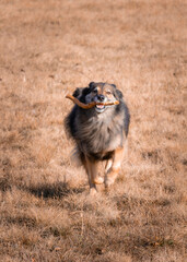 Ma&iuml;ko le berger du fond de la vall&eacute;e
