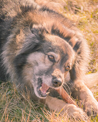 Ma&iuml;ko le berger du fond de la vall&eacute;e
