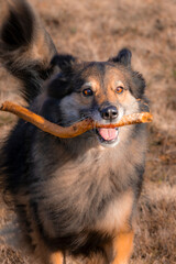 Ma&iuml;ko le berger du fond de la vall&eacute;e