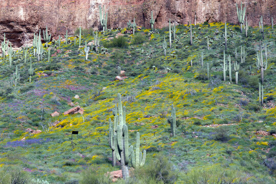 Saguaro Cacti and 2023 Super Bloom in Tonto National Monument in Tonto National Forest