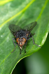 The orange bearded bluebottle, Calliphora vomitoria with a drop of liquid coming fom its mouth, hence the name.