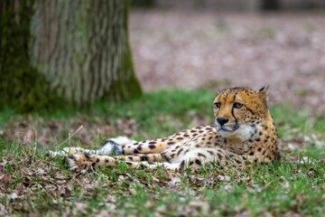 Cheetah laying in a grassy field near a tree