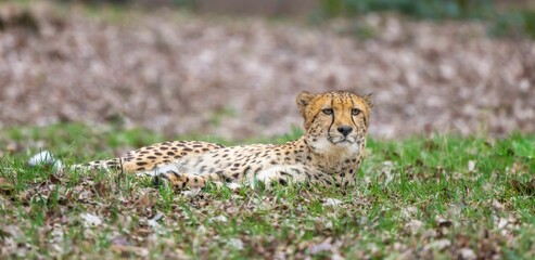 Cheetah laying in a grassy field near a tree