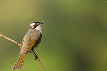 Light-vented Bulbul Taiwan