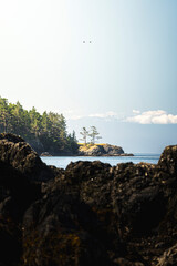 Serene coastal scenery featuring a lush forested promontory against a tranquil sea under a clear sky. A pair of birds flying overhead completes the peaceful ambiance.
