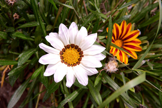 Group of two Indian flowers, orange and white