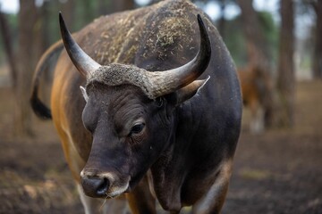 African buffalo with horns standing in an open field area of wood