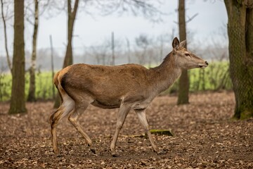 Deer walking in the forest amongst other trees