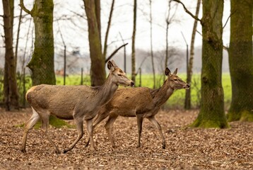 Two deer in an open wooded area