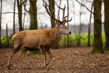 Tranquil scene of a deer standing in a lush, green forest