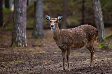 Deer standing in front of trees in the woods with leaves all over