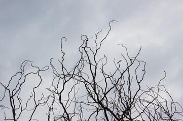 Closeup of black tree branches without leaves with sky on background.