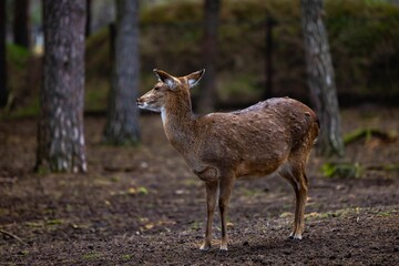 Naklejka na ściany i meble Young deer standing in a small clearing amongst a dense forest landscape