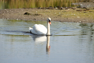 Closeup of swan swimming on lake with land behind