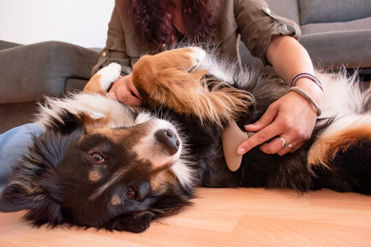 Female dog on the floor on its back being combed by its owner sitting on the ground.