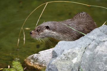 Loutre, Lutra lutra sur un rocher