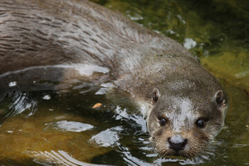 Loutre, Lutra lutra dans l'eau