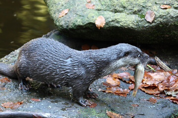 Loutre, Lutra lutra avec son poisson.
