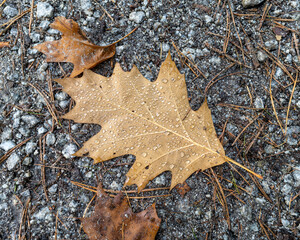 Water droplets on brown leaf on ground