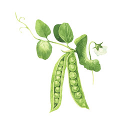 Watercolor green peas