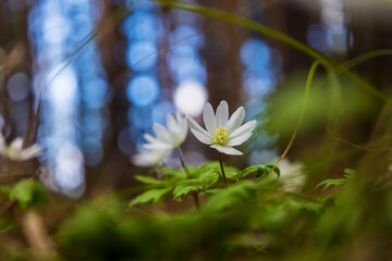Blooming anemone flowers close-up among the grass in the spring forest. Natural wallpaper. - 594703141