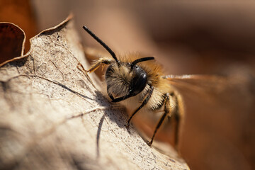 A tiny featherfish bee in close-up on the head.